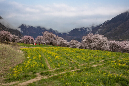 野桃花观赏圣地索松村146