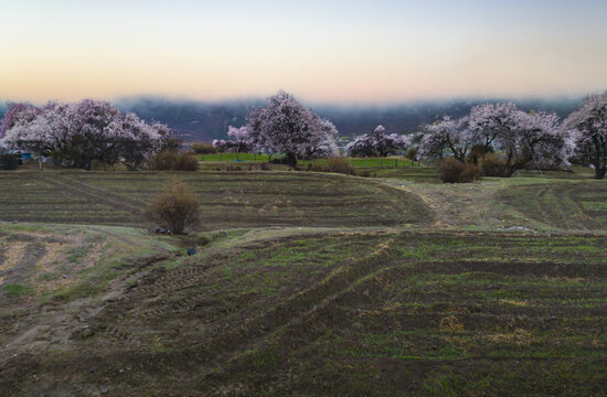 野桃花观赏圣地索松村156