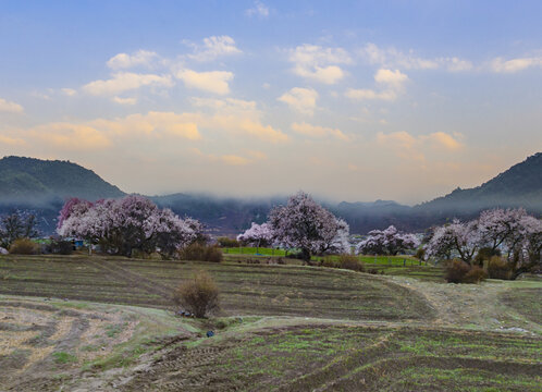 野桃花观赏圣地索松村157