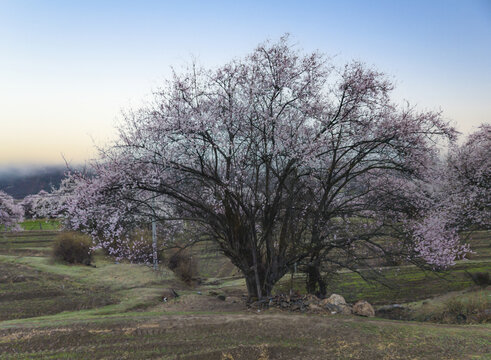 野桃花观赏圣地索松村162