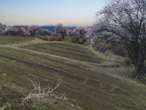 野桃花观赏圣地索松村163