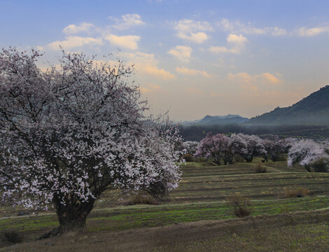 野桃花观赏圣地索松村165