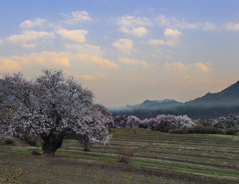 野桃花观赏圣地索松村166