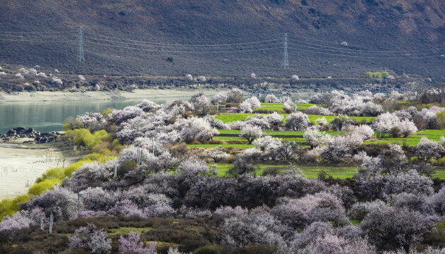 野桃花观赏圣地索松村180