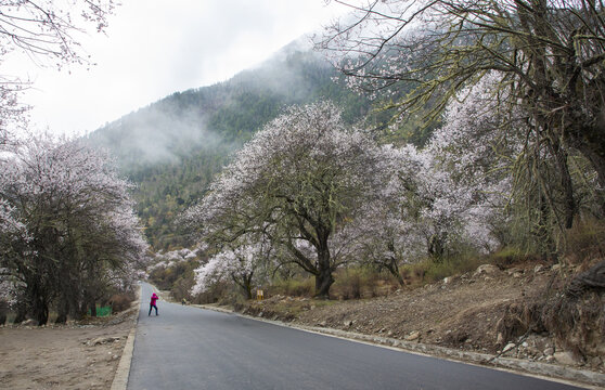 波密桃花沟风光7