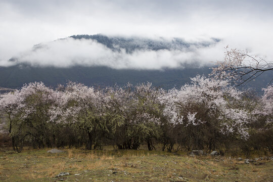 波密桃花沟风光20