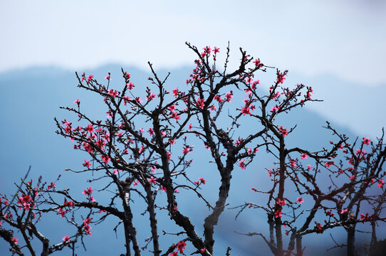 鹰嘴桃花