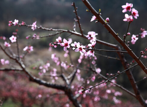 鹰嘴桃花