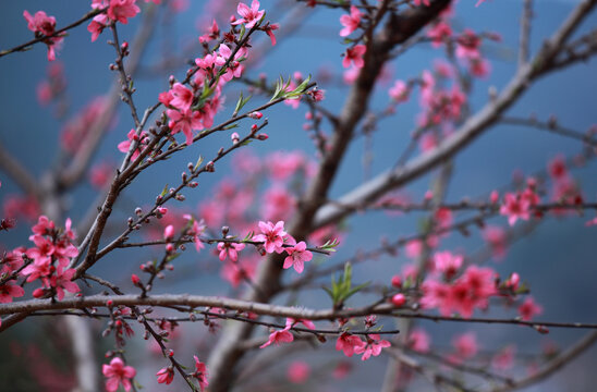 鹰嘴桃花