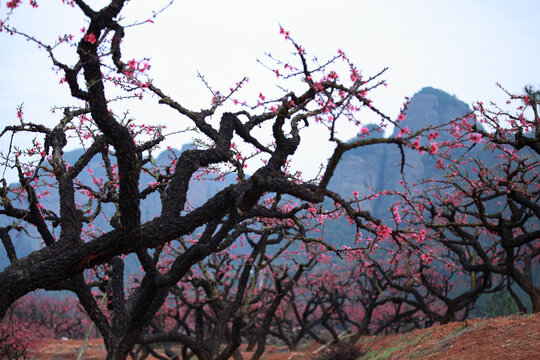 鹰嘴桃花