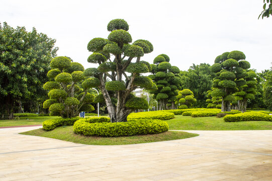 园林景观树