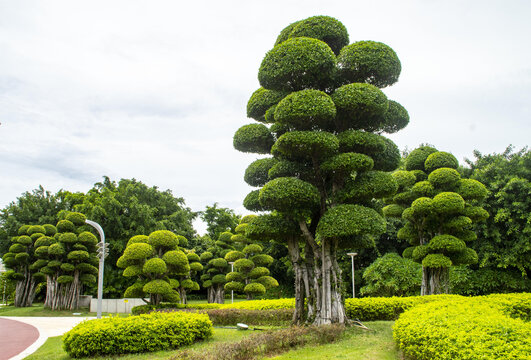 园林景观树