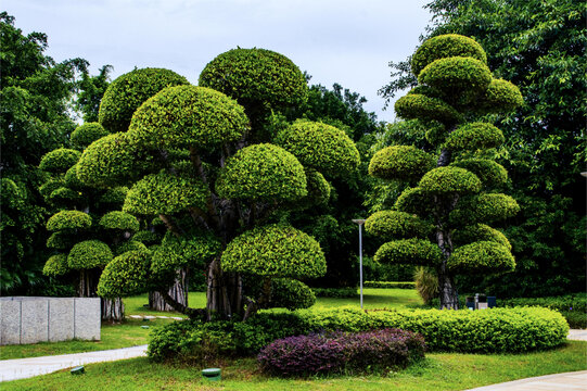 园林景观树