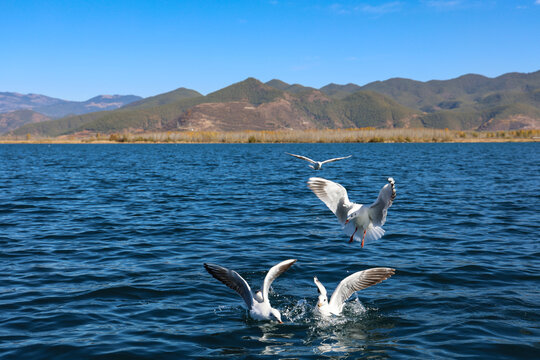 中国云南泸沽湖风景区