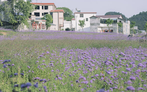 兴义洒报马鞭草花海