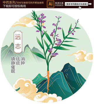 遠(yuǎn)志