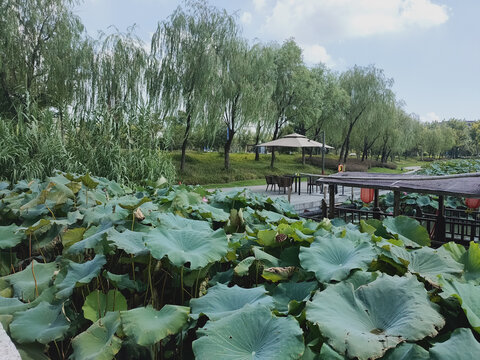 荷塘风景