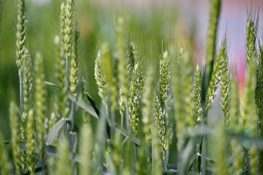 开花期小麦