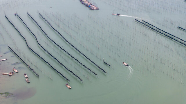 福建霞浦海洋养殖业海带紫菜