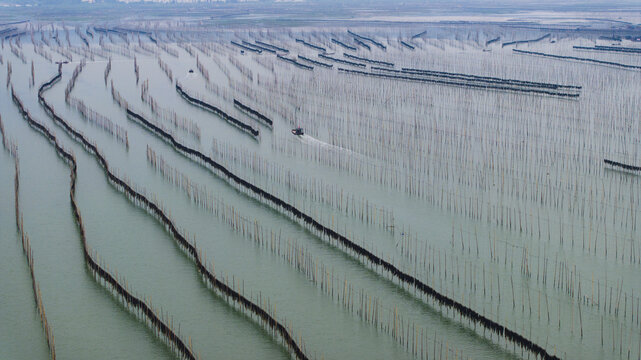 福建霞浦海洋养殖业海带紫菜