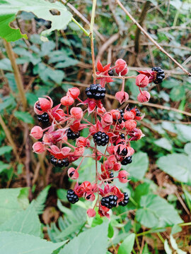 成熟野生黑莓