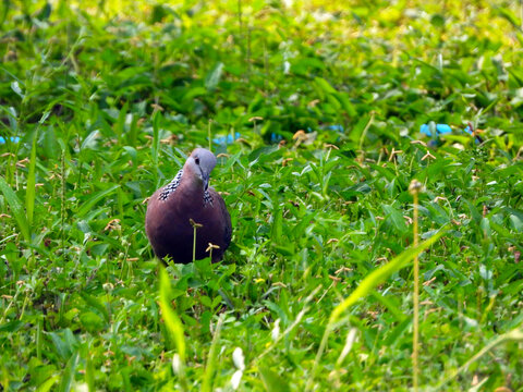 珠頸斑鳩