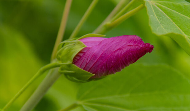 草芙蓉