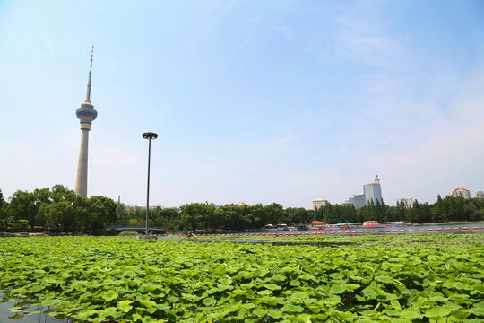 北京玉渊潭公园夏季景色