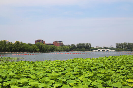 北京玉渊潭公园夏季景色