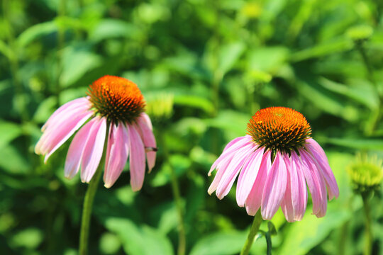 松果菊