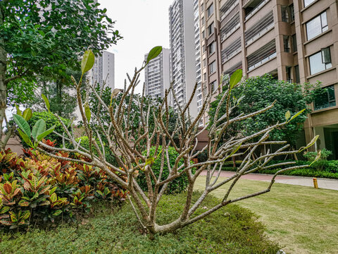 老挝国树鸡蛋花树