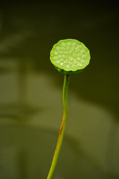 荷塘雨后水滴莲蓬1