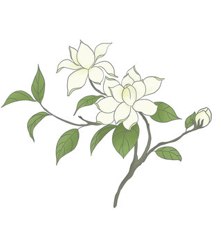 茉莉花插畫(huà)元素
