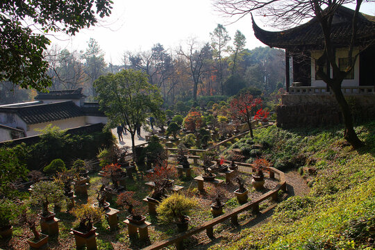 虎丘山盆景园