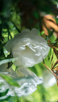 白色开花植物洋桔梗特写