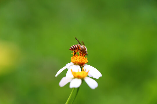 蜜蜂采蜜