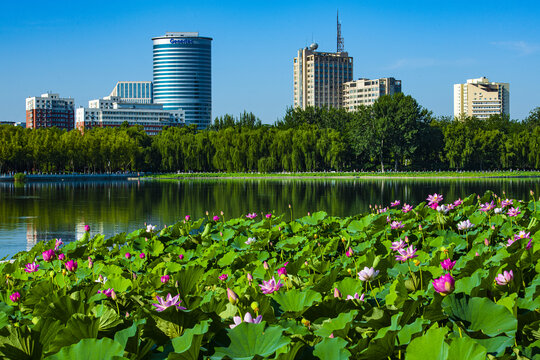 北京莲花池夏日风光