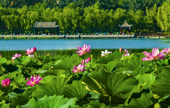 北京莲花池夏日风光