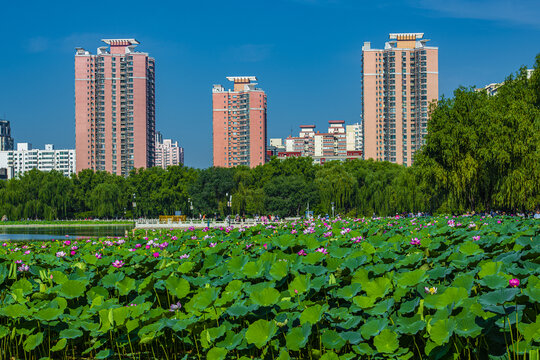 北京莲花池夏日风光