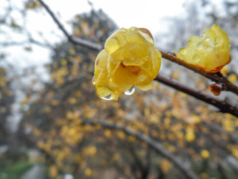 雨中的腊梅