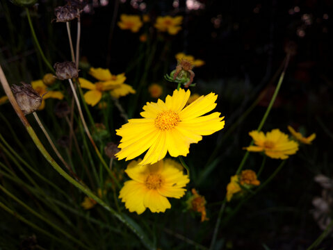 金鸡菊