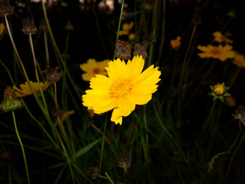 金鸡菊