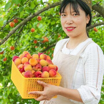 手里捧着小红杏