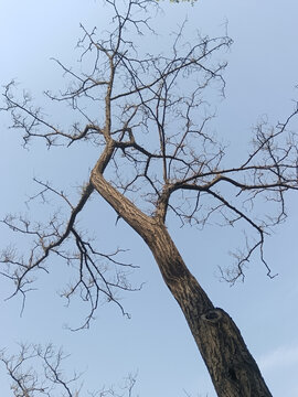 枯樹
