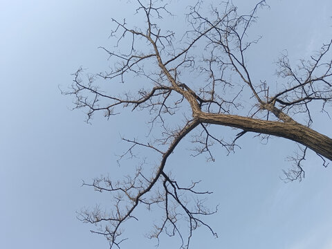 水墨枯枝