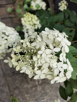 绣球荚蒾花特写