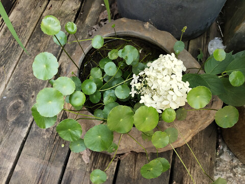 绣球荚蒾花与铜钱草