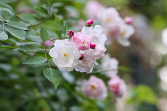 春天薔薇花盛開