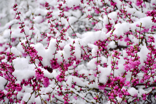 梅花雪