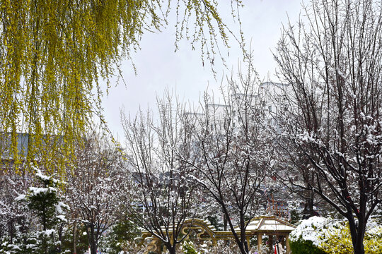 公园雪景